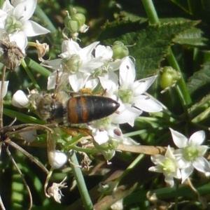 Apis mellifera at Isaacs, ACT - 10 Feb 2019 04:25 PM