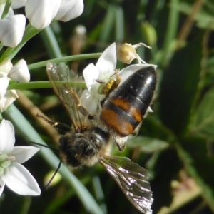 Apis mellifera at Isaacs, ACT - 10 Feb 2019 04:25 PM