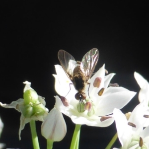 Geron sp. (genus) at Isaacs, ACT - 10 Feb 2019