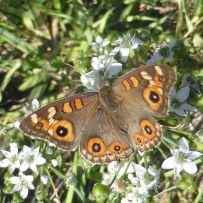 Junonia villida (Meadow Argus) at Isaacs, ACT - 10 Feb 2019 by Mike