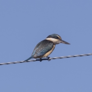 Todiramphus sanctus at Hawker, ACT - 10 Feb 2019