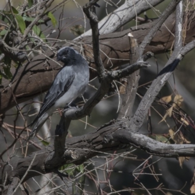 Coracina novaehollandiae (Black-faced Cuckooshrike) at The Pinnacle - 10 Feb 2019 by AlisonMilton