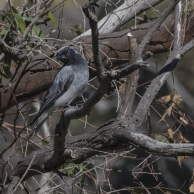 Coracina novaehollandiae (Black-faced Cuckooshrike) at Hawker, ACT - 10 Feb 2019 by AlisonMilton