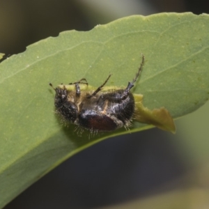 Liparetrus sp. (genus) at Dunlop, ACT - 10 Feb 2019