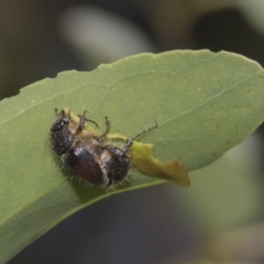 Liparetrus sp. (genus) at Dunlop, ACT - 10 Feb 2019