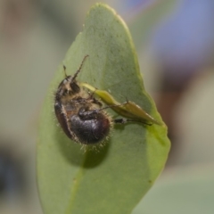 Liparetrus sp. (genus) at Dunlop, ACT - 10 Feb 2019 10:11 AM