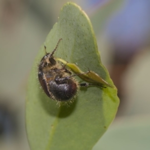 Liparetrus sp. (genus) at Dunlop, ACT - 10 Feb 2019 10:11 AM