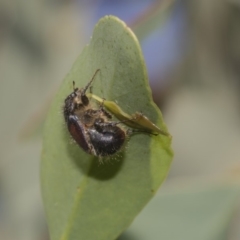 Liparetrus sp. (genus) at Dunlop, ACT - 10 Feb 2019 10:11 AM