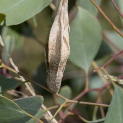 Hyalarcta nigrescens (Ribbed Case Moth) at Dunlop, ACT - 9 Feb 2019 by AlisonMilton