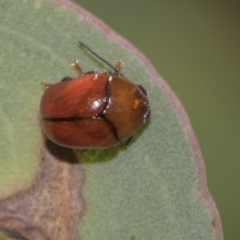 Ditropidus sp. (genus) (Leaf beetle) at Dunlop, ACT - 9 Feb 2019 by AlisonMilton
