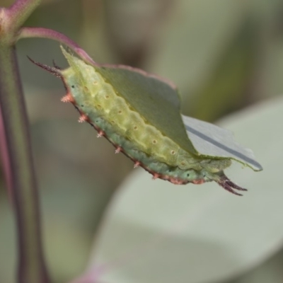 Doratifera quadriguttata and casta (Four-spotted Cup Moth) at Dunlop, ACT - 9 Feb 2019 by Alison Milton