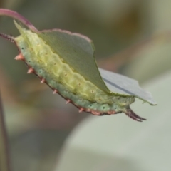 Doratifera quadriguttata and casta at Dunlop, ACT - 10 Feb 2019 10:59 AM