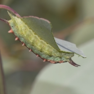 Doratifera quadriguttata and casta at Dunlop, ACT - 10 Feb 2019 10:59 AM