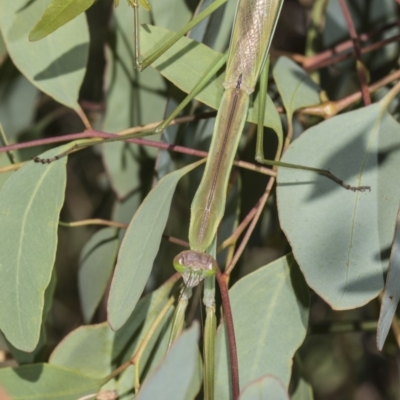 Tenodera australasiae (Purple-winged mantid) at The Pinnacle - 10 Feb 2019 by Alison Milton