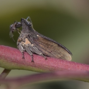 Ceraon sp. (genus) at Dunlop, ACT - 10 Feb 2019