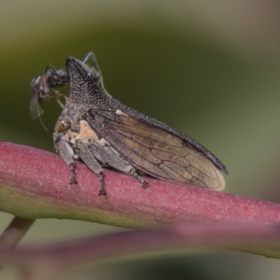 Ceraon sp. (genus) (2-horned tree hopper) at Dunlop, ACT - 10 Feb 2019 by AlisonMilton