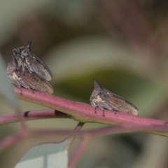 Ceraon sp. (genus) at Dunlop, ACT - 10 Feb 2019 11:06 AM