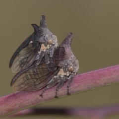 Ceraon sp. (genus) at Dunlop, ACT - 10 Feb 2019