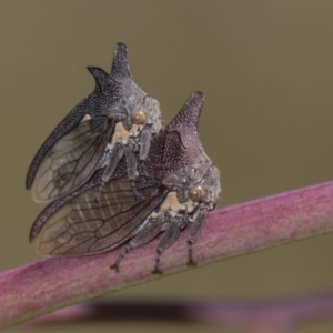 Ceraon sp. (genus) at Dunlop, ACT - 10 Feb 2019