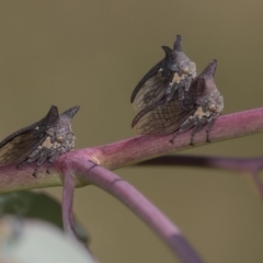 Ceraon sp. (genus) at Dunlop, ACT - 10 Feb 2019 11:06 AM