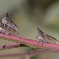 Ceraon sp. (genus) at Dunlop, ACT - 10 Feb 2019 11:06 AM