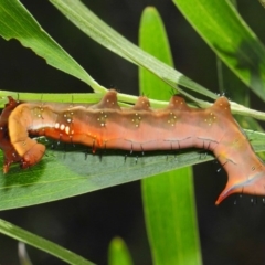 Neola semiaurata (Wattle Notodontid Moth) at ANBG - 10 Feb 2019 by TimL