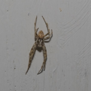 Araneinae (subfamily) at Higgins, ACT - 10 Feb 2019 06:49 AM