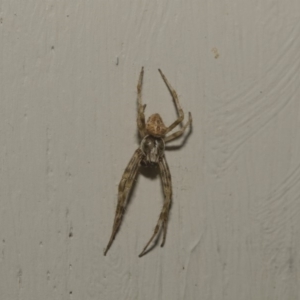 Araneinae (subfamily) at Higgins, ACT - 10 Feb 2019 06:49 AM