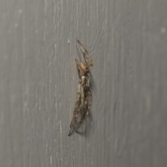 Araneinae (subfamily) at Higgins, ACT - 10 Feb 2019 06:49 AM