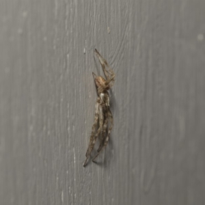 Araneinae (subfamily) at Higgins, ACT - 10 Feb 2019 06:49 AM
