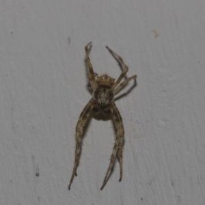 Araneinae (subfamily) at Higgins, ACT - 10 Feb 2019 06:49 AM