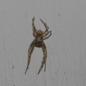 Araneinae (subfamily) at Higgins, ACT - 10 Feb 2019 06:49 AM