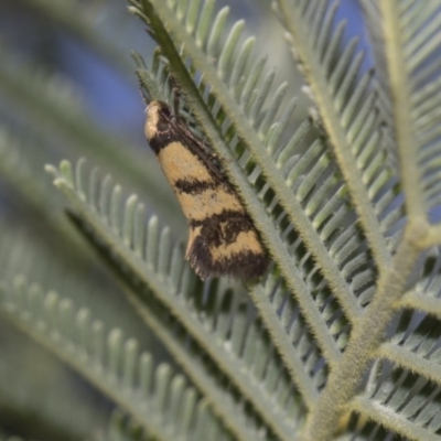 Olbonoma triptycha (Chezela Group) at Dunlop, ACT - 10 Feb 2019 by AlisonMilton