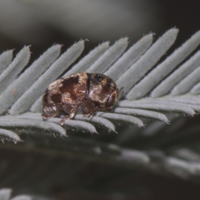 Elaphodes cervinus (Leaf beetle) at Dunlop, ACT - 10 Feb 2019 by AlisonMilton