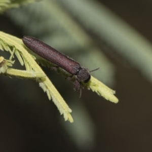 Rhinotia filiformis at Dunlop, ACT - 10 Feb 2019 11:59 AM