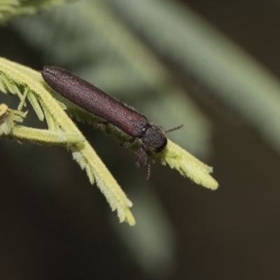 Rhinotia filiformis (A belid weevil) at Dunlop, ACT - 10 Feb 2019 by AlisonMilton