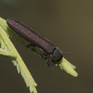 Rhinotia filiformis at Dunlop, ACT - 10 Feb 2019 11:59 AM