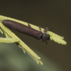 Rhinotia filiformis at Dunlop, ACT - 10 Feb 2019