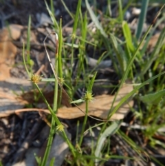 Cyperus sphaeroideus (Scented Sedge) at Dunlop, ACT - 10 Feb 2019 by CathB