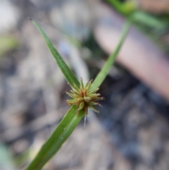 Cyperus sphaeroideus at Dunlop, ACT - 11 Feb 2019 08:48 AM