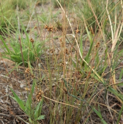 Juncus sp. (A Rush) at Mount Painter - 7 Feb 2019 by CathB
