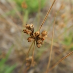 Juncus sp. at Cook, ACT - 8 Feb 2019 09:03 AM