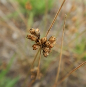 Juncus sp. at Cook, ACT - 8 Feb 2019