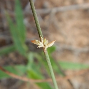 Juncus sp. at Cook, ACT - 8 Feb 2019