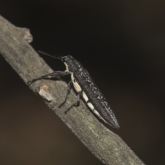 Rhinotia sp. (genus) (Unidentified Rhinotia weevil) at Dunlop, ACT - 10 Feb 2019 by AlisonMilton