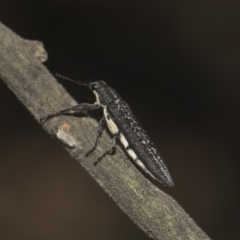 Rhinotia sp. (genus) (Unidentified Rhinotia weevil) at The Pinnacle - 10 Feb 2019 by AlisonMilton