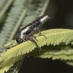 Rhinotia sp. (genus) at Dunlop, ACT - 10 Feb 2019 12:09 PM