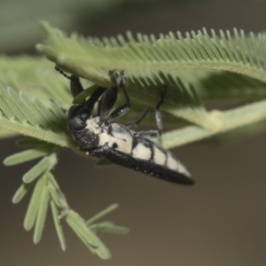 Rhinotia sp. (genus) at Dunlop, ACT - 10 Feb 2019 12:09 PM