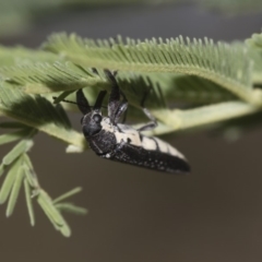 Rhinotia sp. (genus) at Dunlop, ACT - 10 Feb 2019 12:09 PM