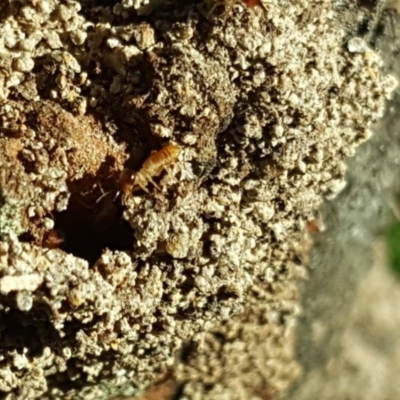 Nasutitermes sp. (genus) (Snouted termite, Gluegun termite) at O'Malley, ACT - 10 Feb 2019 by Mike